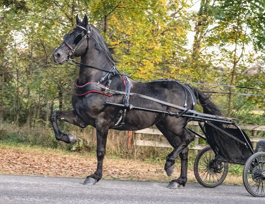 Stallion Presentation Mt Hope Elevator