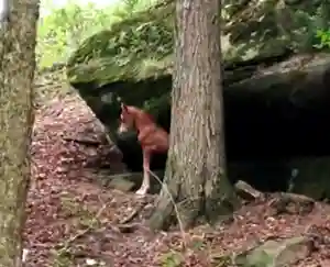 Amazing-Grace in the trees